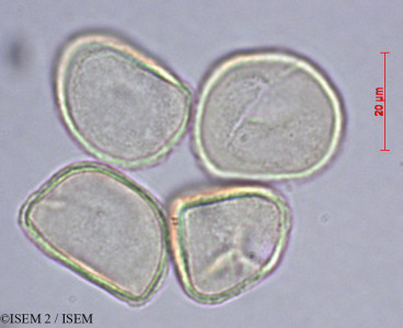 ISEM 2/Taxus_baccata_60348/Taxus_baccata_60348_0001(copy)_thumb.jpg